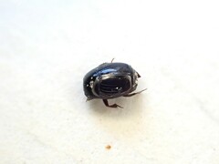 Histeridae