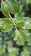 Ausejanus albisignatus