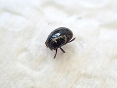 Histeridae