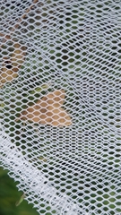 Uresiphita maorialis