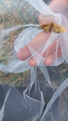 Uresiphita maorialis