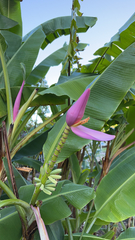 Musa ornata