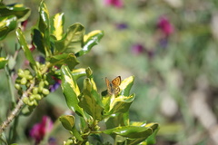 Lycaena