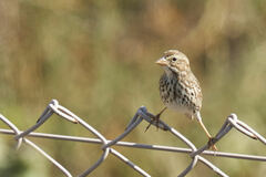 Passerculus sandwichensis rostratus