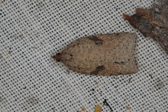 Meritastis polygraphana