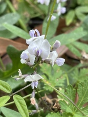 Glycine clandestina