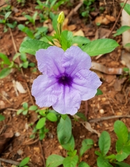 Ruellia tuberosa