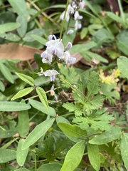 Glycine clandestina