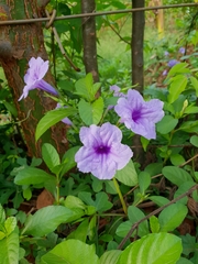 Ruellia tuberosa