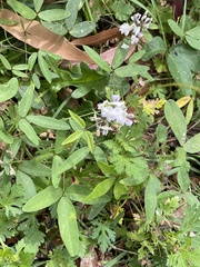 Glycine clandestina
