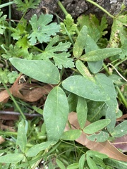 Glycine clandestina
