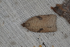 Meritastis polygraphana