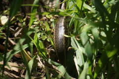 Oligosoma kokowai