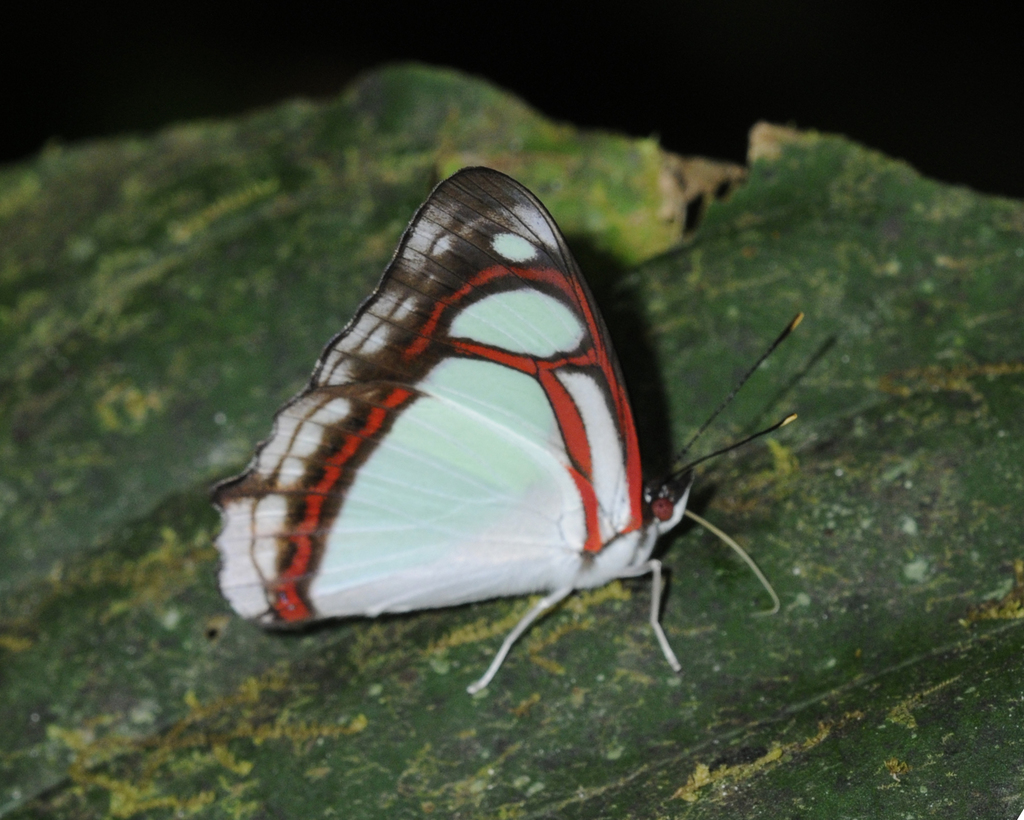 Epiphelini