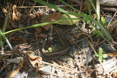 Oligosoma kokowai