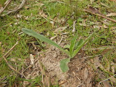 Plantago varia