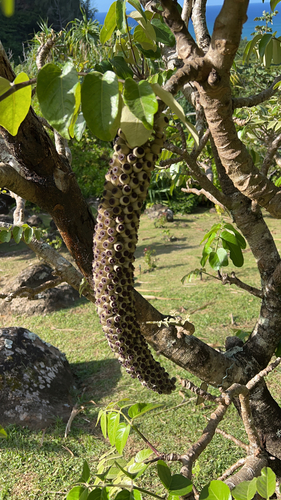 Polyscias racemosa observed 2022-11-15