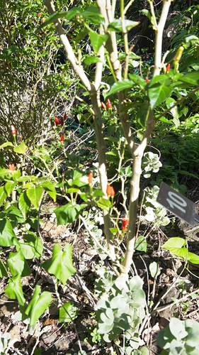 Capsicum annuum observed 2022-11-15