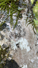 Frullania eboracensis