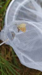 Lycaena 'canterbury common copper'