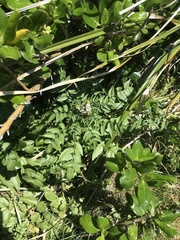 Nasturtium officinale