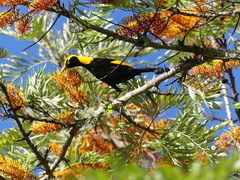 Sericulus chrysocephalus