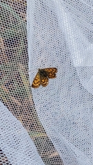 Lycaena 'canterbury common copper'