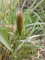 Cenchrus geniculatus