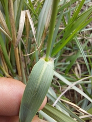 Cenchrus geniculatus