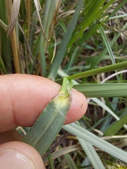 Cenchrus geniculatus