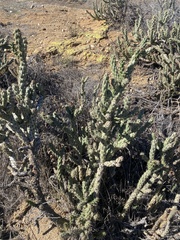Cylindropuntia