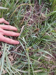 Cenchrus geniculatus