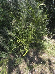 Carmichaelia williamsii