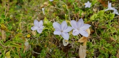 Barleria buxifolia