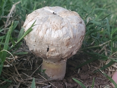 Agaricus deserticola