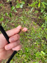 Coprosma linariifolia