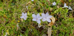 Barleria buxifolia