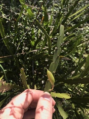 Carmichaelia williamsii