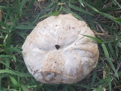 Agaricus deserticola