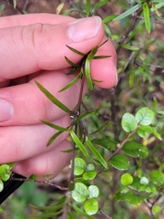 Coprosma linariifolia