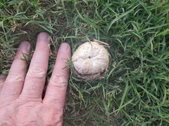 Agaricus deserticola