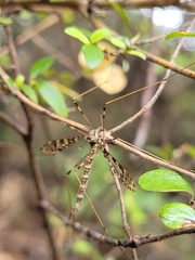 Austrolimnophila argus