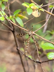 Austrolimnophila argus