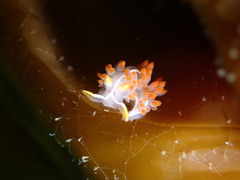 Coryphella trilineata
