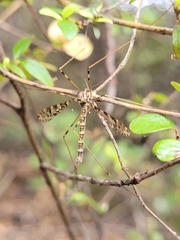 Austrolimnophila argus