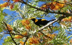 Sericulus chrysocephalus