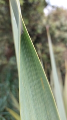 Ichneutica steropastis