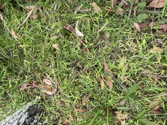 Ottochloa gracillima