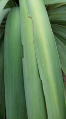 Ichneutica steropastis