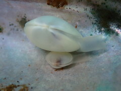 Kellia laperousii